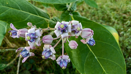 This flower is called biduri or widuri. Its flowers are covered in white or purple wax. Its leaves are oval-shaped and its stems secrete a milky white latex. It's a beautiful flower.