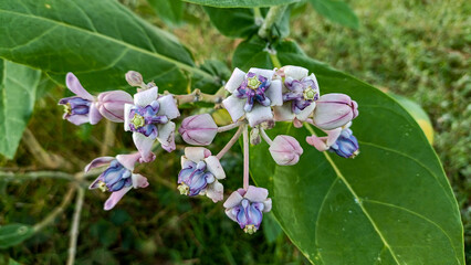 This flower is called biduri or widuri. Its flowers are covered in white or purple wax. Its leaves are oval-shaped and its stems secrete a milky white latex. It's a beautiful flower.