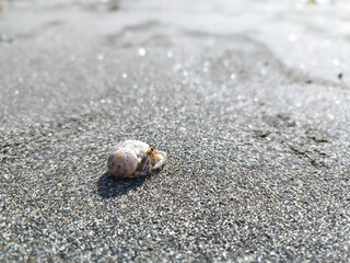 small hermit crabs on the beach