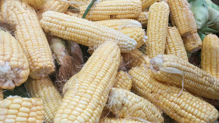 Fresh Yellow Corn Cobs with Husks at Market Display