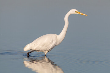 Eastern Great Egret in Profile with Elegant Posture (Ardea alba modesta)
