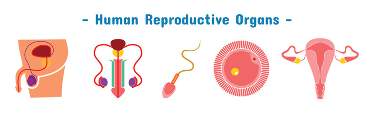 human reproductive organ set design. ovaries, penis, sperm and egg cells.