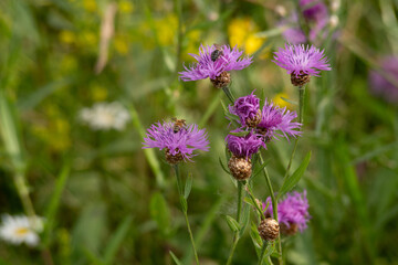 Wild knapweed (Centaurea jacea) blooming in summer meadow. Bees and insects pollinate the blossoms in this peaceful nature scen