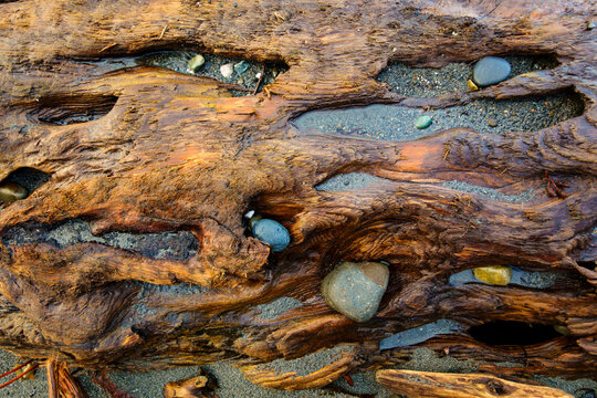 Rocks embedded in beach driftwood, layers of smoothed worn knotted wood shapes on the shore.