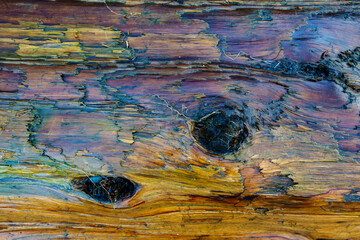 Close-up of old growth tree bark on a tree on a beach