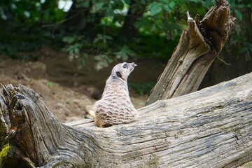 Siedząca surykatka na dużym wyschniętym pniu © Adam