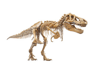 Realistic 3D T-Rex skeleton side view on white background, ideal for science and education visuals.