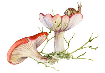 Russula webcap mushroom, snail on top, naked twisting twigs branches. Forest woodland floor habitat scene. Illustration hand drawn in watercolor. Foraging logbooks, gardening notebooks, nature posters