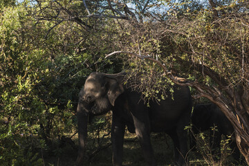 Large elephant seeking shade under a tree, finding refuge from the sun in its natural habitat...