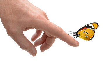 Schmetterling 1417
