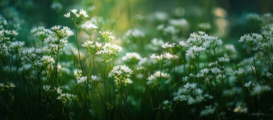 Field of delicate white wildflowers bathed in morning light
