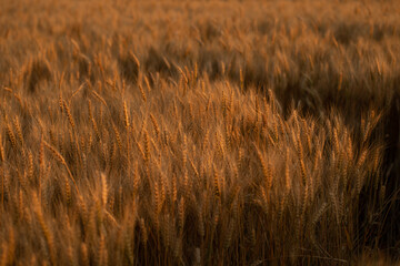 wheat ear, macro photo in the wheat field ready for harvest. Bread is made from wheat grains
