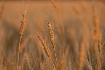 wheat ear, macro photo in the wheat field ready for harvest. Bread is made from wheat grains