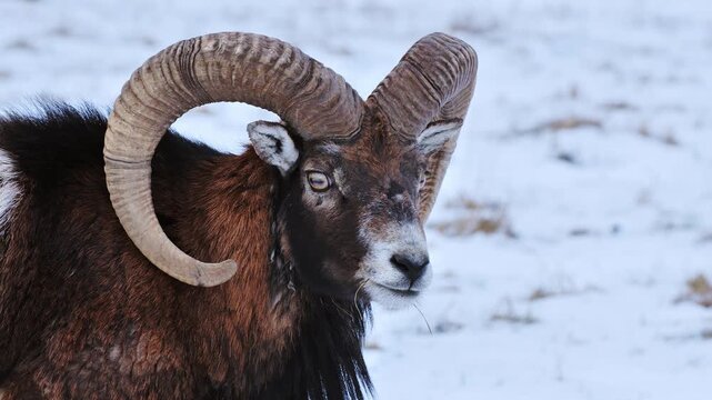 Slow motion of powerful ram with curved horns alertly scanning the horizon