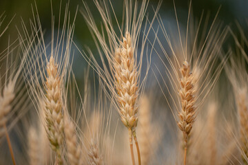 wheat ear, macro photo in the wheat field ready for harvest. Bread is made from wheat grains