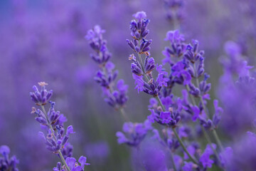Obraz premium Wicker basket with lavender flowers on lavender field Woman in white dress holding basket with lavender flowers on lavender field 