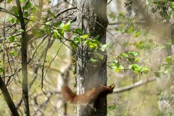 A squirrel is climbing up a tree