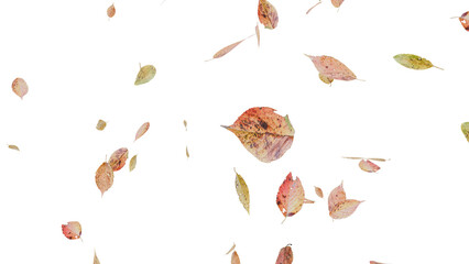 舞い落ちる落ち葉