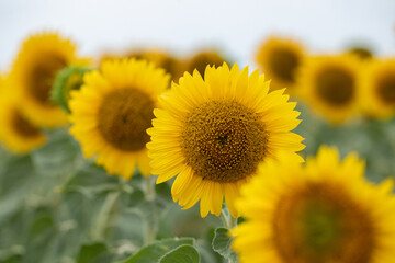 Obraz premium Close-up of a vibrant sunflower in full bloom, showcasing yellow petals and intricate seed head details