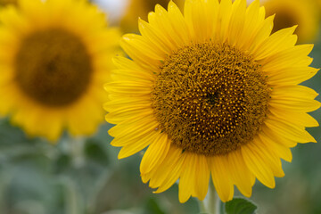 Obraz premium Close-up of a vibrant sunflower in full bloom, showcasing yellow petals and intricate seed head details