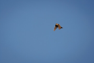 An adult male Eurasian Skylark is flying in the blue sky, singing on a sunny summer day.