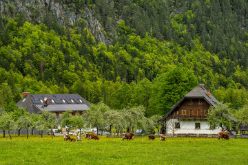 Grazing cows near alpine farmhouse with forested hills
