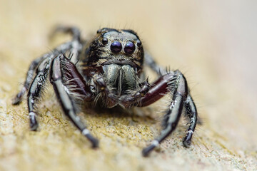 Jumping spider sitting on a rock, showing its powerful legs and fangs