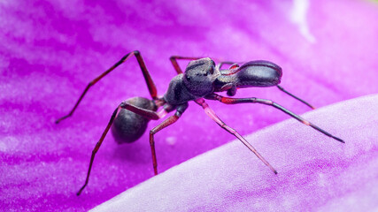 Ant-mimicking spider walking on purple petal