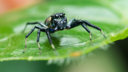 Jumping spider standing on green leaf in rainforest