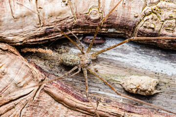 Spider walking on wood with cocoon and insect remains