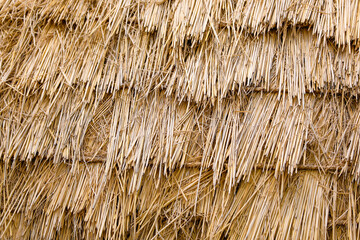 Pile up of dry rice paddy at agriculture field.