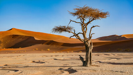 A photograph of a solitary, withered acacia tree
standing proudly in the vast "Suelo Andosol" desert. 