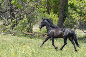Wildpferd in Rumänien
