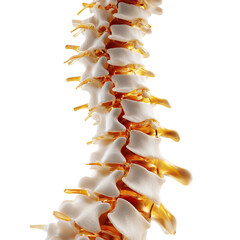 3d Rendered Illustration of Pain in the Human Spinal on Transparent Background.