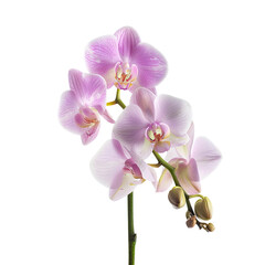 Fototapeta premium Close-up of delicate pink orchid blossoms