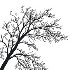 Elegant Black Tree Branches Silhouette Against White Background Nature Beauty