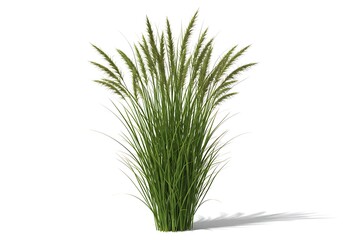 Fototapeta premium Ornamental grass plant with green blades and seed heads