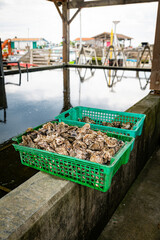 boxes with oysters in cap ferret the bay of arcachon