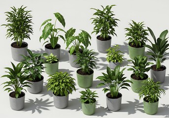 Obraz premium Collection of various potted green plants arrangement