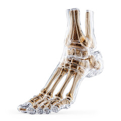 3D Transparent Foot Skeleton Rendering on transparent background