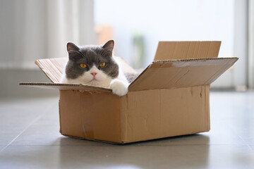 British Shorthair in a cardboard box