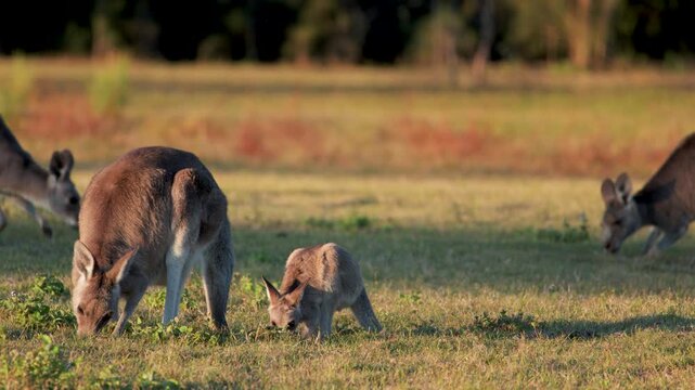Kangaroo and Joey Grazing on Grass at Sunset in Australia