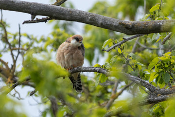 weiblicher Rotfussfalke im Baum