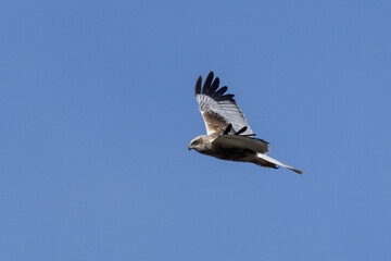 Rohrweihe im Flug