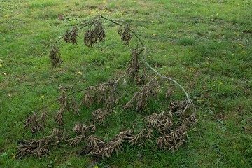 ast sturm baum bruch