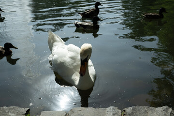 schwan see teich tier