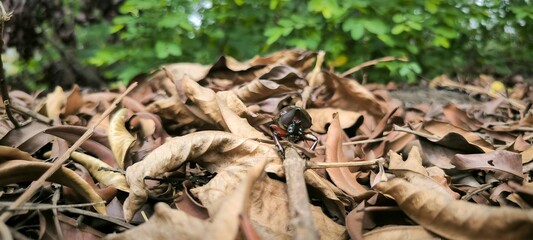 Macro Close-up of a Rhinoceros Beetle on Dry Leaves
