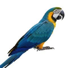 Fototapeta premium Vibrant blue and yellow macaw parrot isolated on a white background