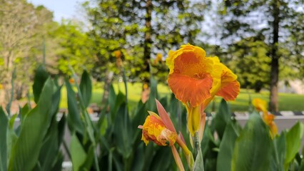 Obraz premium Vibrant Orange and Yellow Canna Lily Flower Blooming in a Sunny Garden