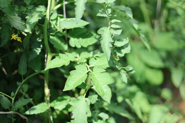 tomato leaves close up